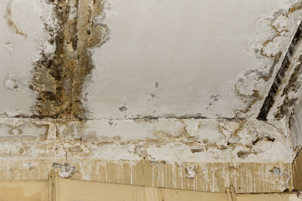 Mold Odor Removal Services in Woodruff, SC