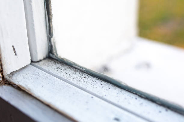 Best Mold Odor Removal Services  in Woodruff, SC