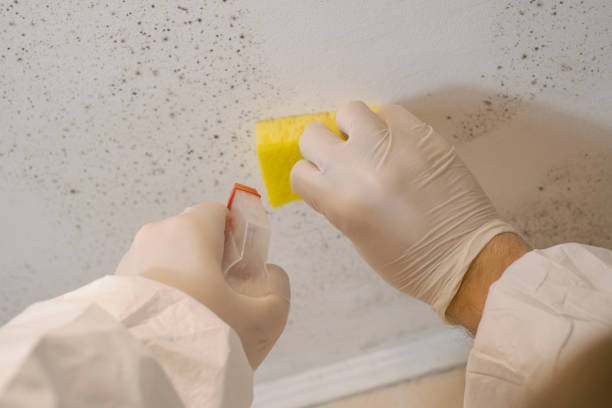 Best Mold Removal for HVAC Installations  in Woodruff, SC