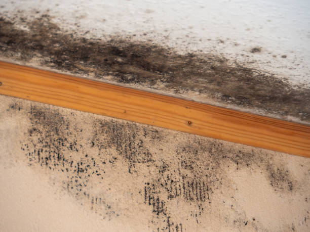 Best Mold Odor Removal Services  in Woodruff, SC