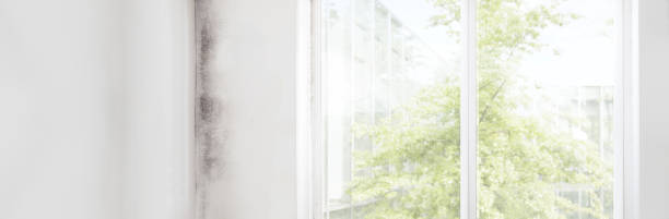 Best Attic Mold Removal  in Woodruff, SC